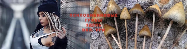 ПСИЛОЦИБИНОВЫЕ ГРИБЫ Михайловка