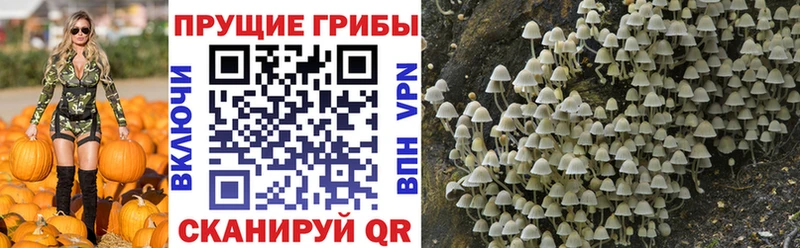 Купить закладки  Салехард  Псилоцибиновые грибы Psilocybe 